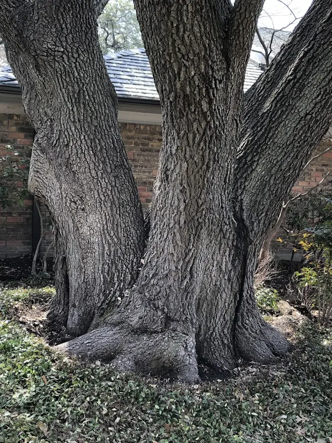 Mature heritage tree close to a Rapid City property cared for by certified arborists
